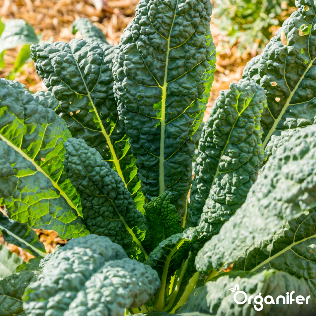 organifer-kale-liquid-fertiliser-5