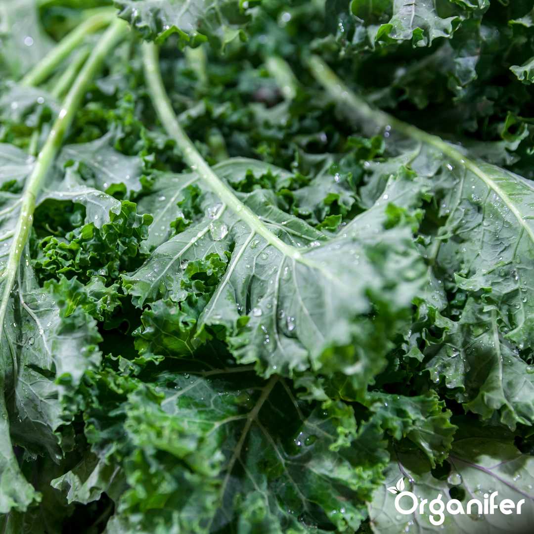 organifer-kale-liquid-fertiliser-6
