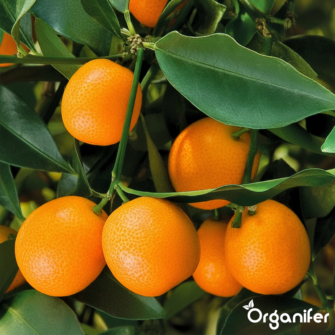organifer-kumquat-liquid-fertiliser