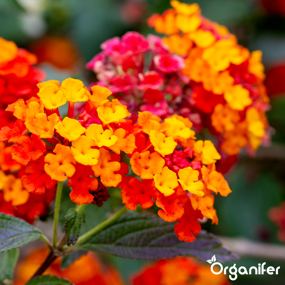 organifer-lantana-liquid-fertiliser