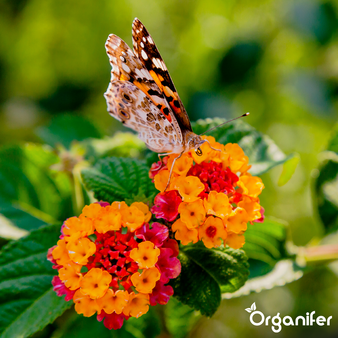 organifer-lantana-liquid-fertiliser