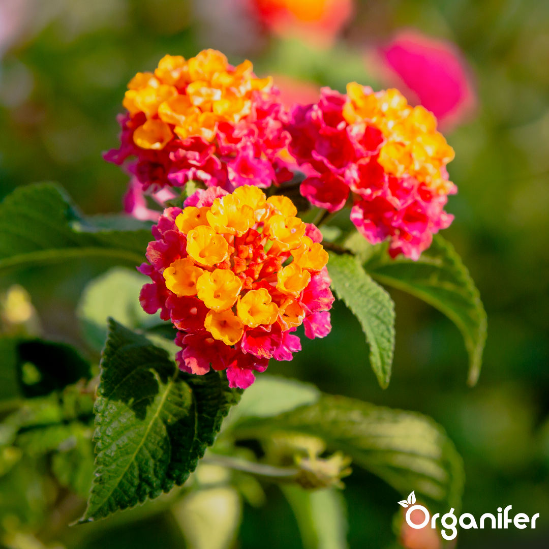 organifer-lantana-liquid-fertiliser