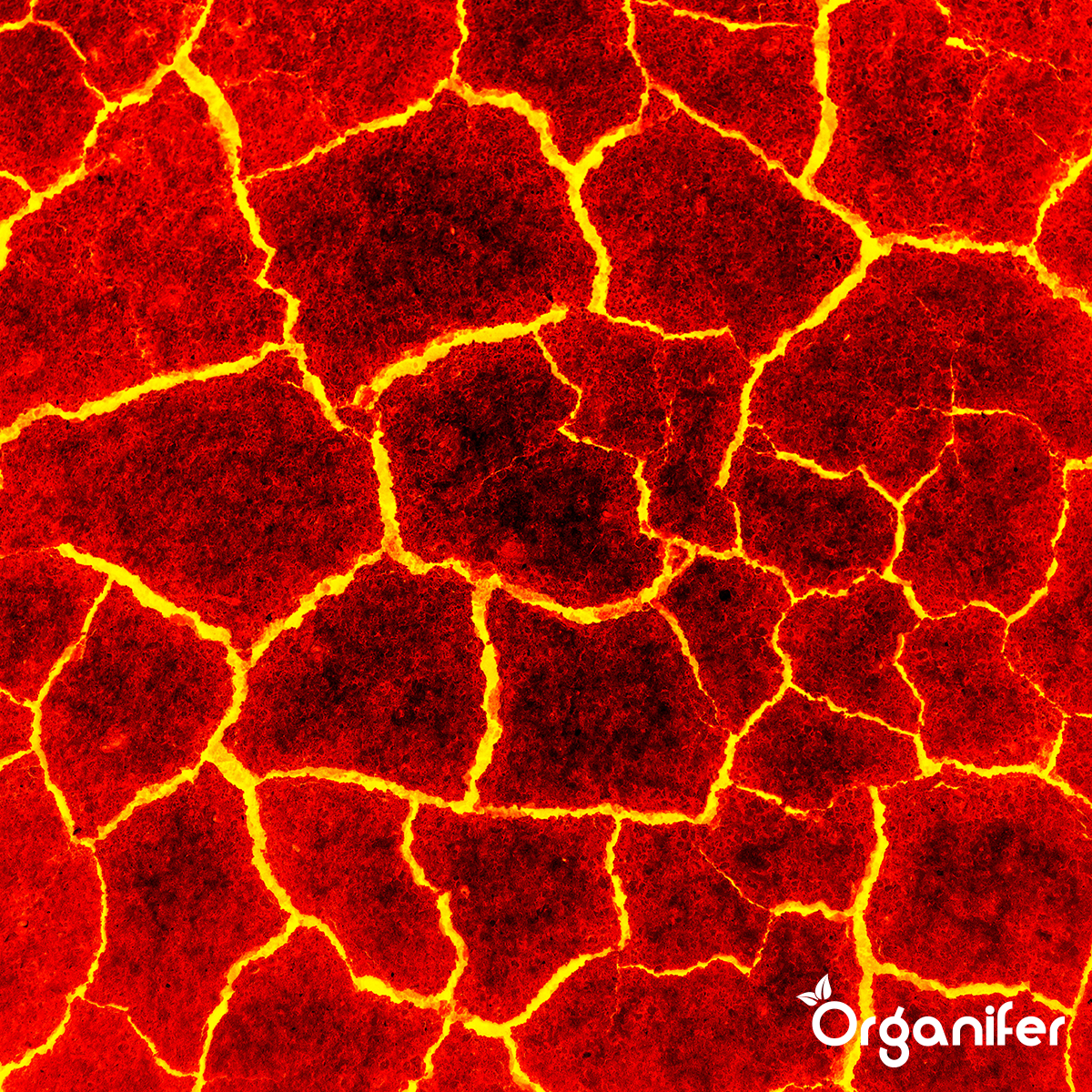 Organifer Lava Grit from Eifel Primordial Rock (20 kg for 200 m2) 8719958997806 16