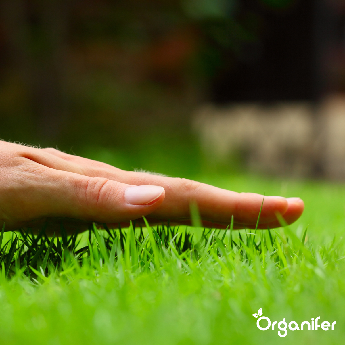 Organifer Lawn Fertiliser All-In-One (10 kg - for 200 m2) 8719958999169 18