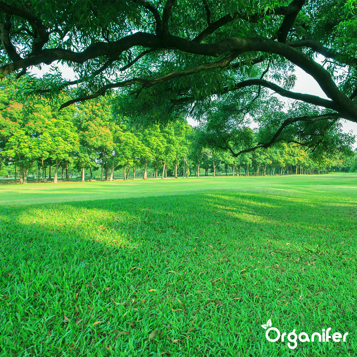 Organifer Lawn Fertiliser All-In-One (40x - 800 kg - for 16.000 m2) 8719958999084 10