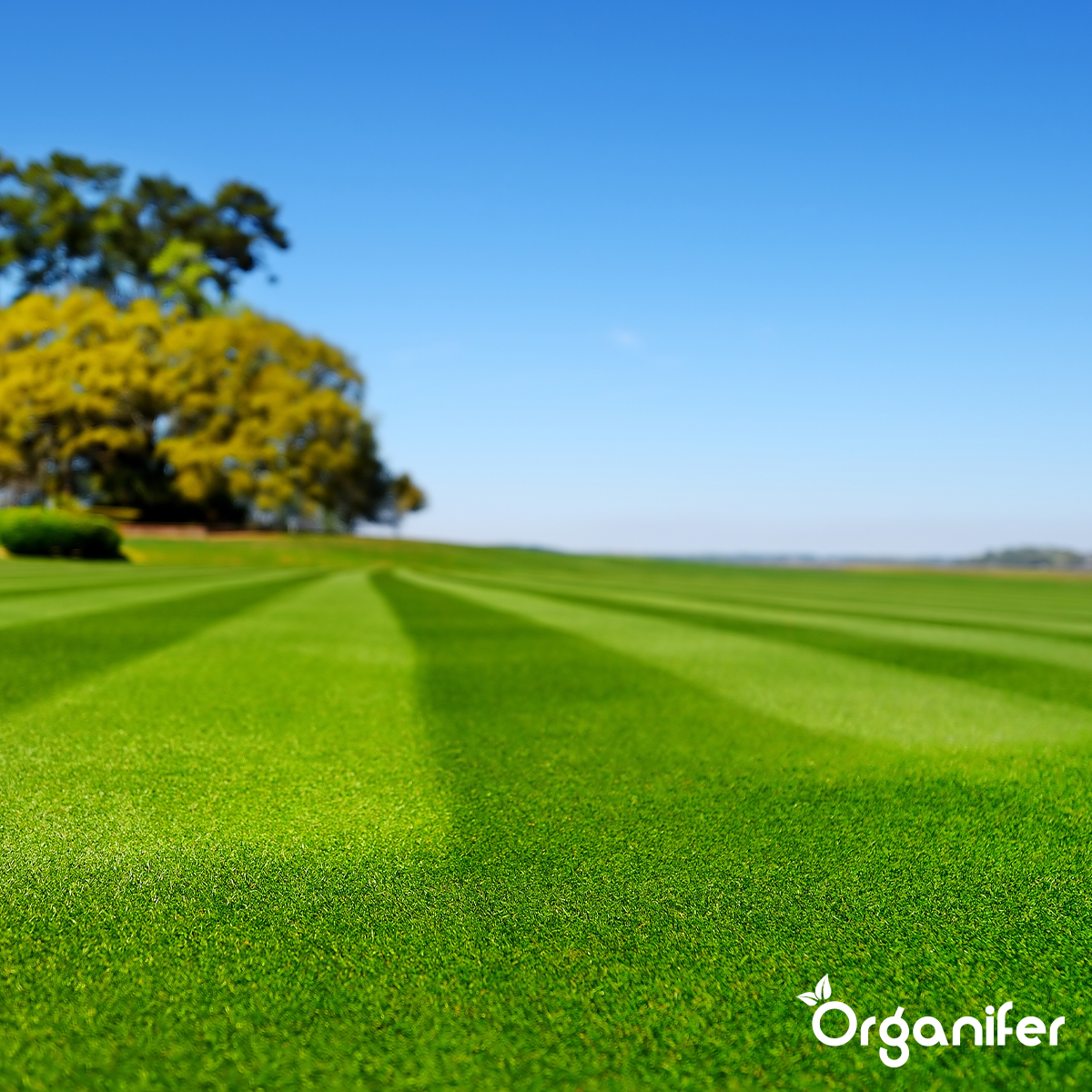 Organifer Lawn Fertiliser All-In-One (40x - 800 kg - for 16.000 m2) 8719958999084 8