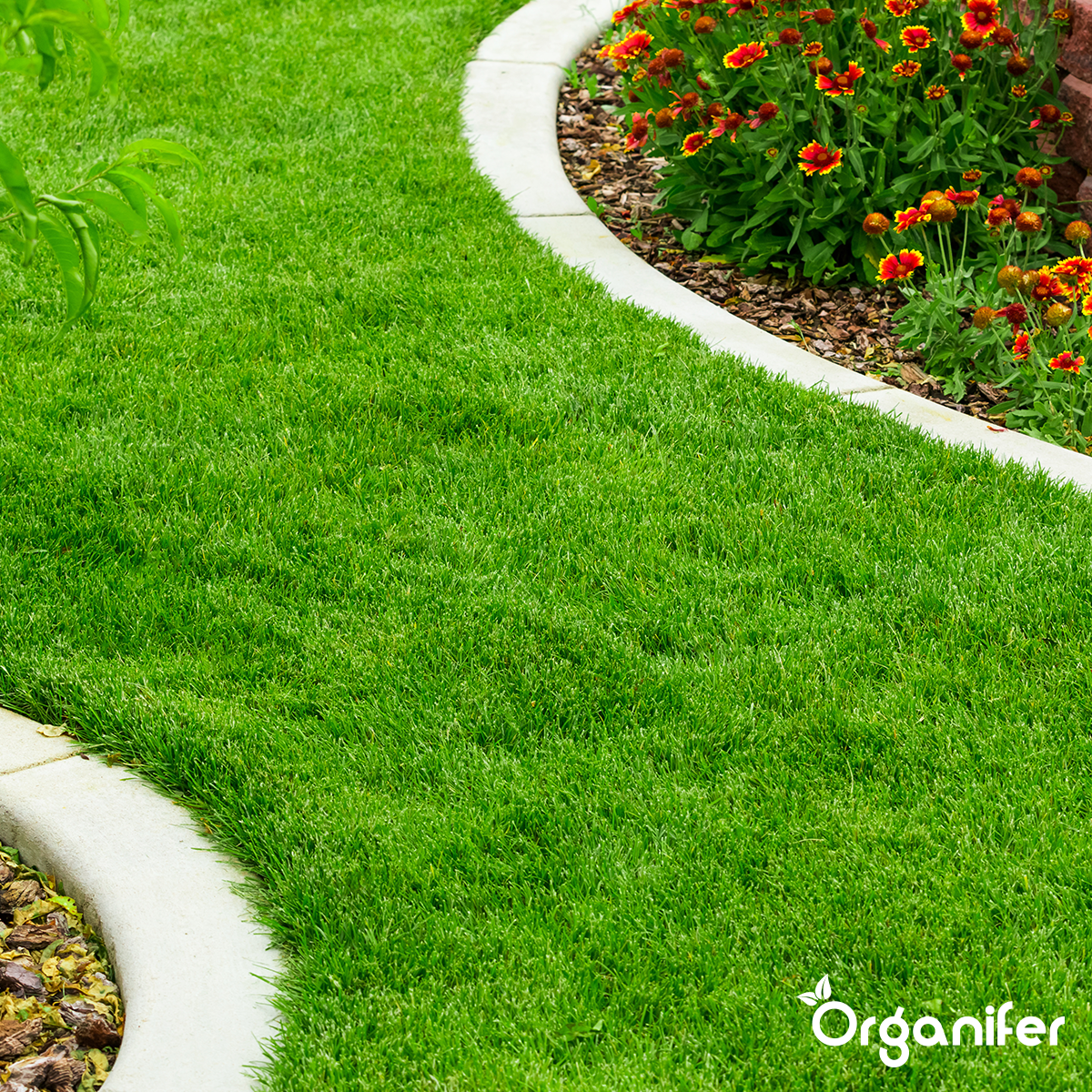 Organifer Lawn Fertiliser All-In-One (5 kg - for 100 m2) 8719958999176 7