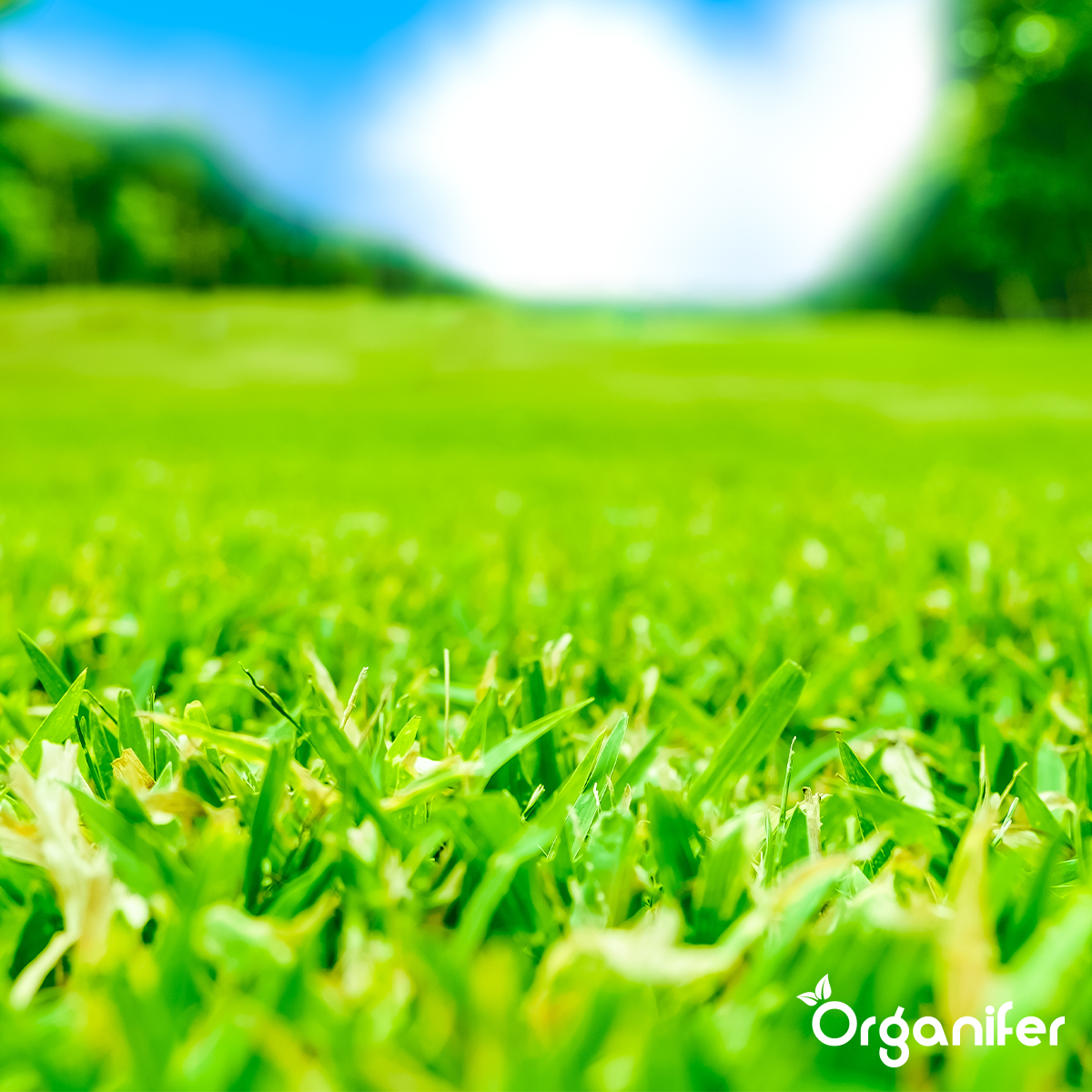 Organifer Lawn Fertiliser All-In-One (Big Bag 1000 kg - for 20,000 m2) 8719958999114 15