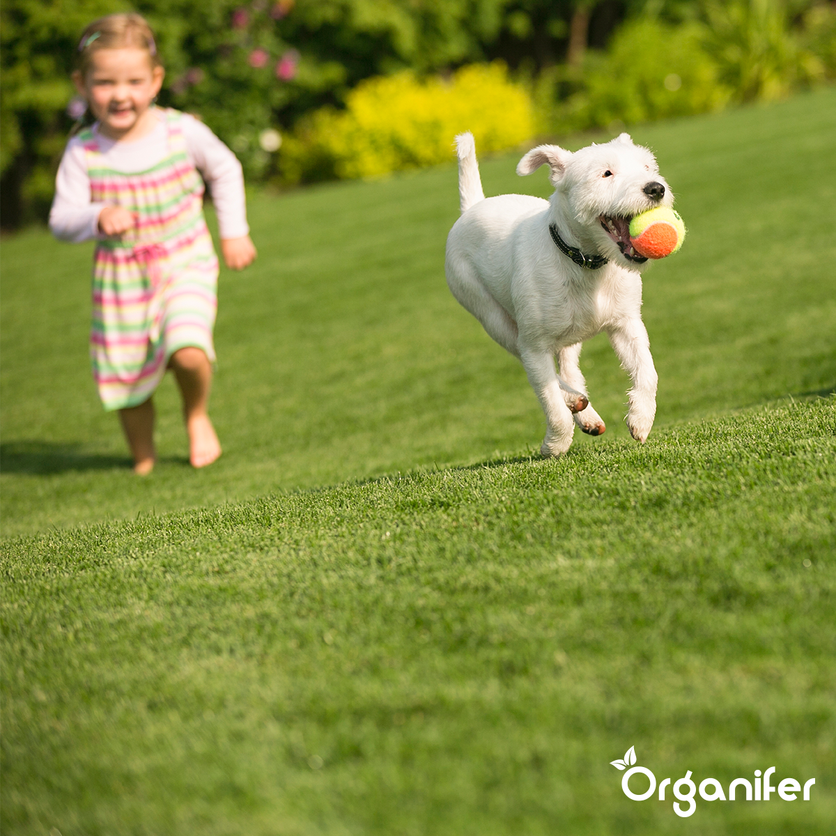 Organifer Lawn Fertiliser All-In-One (Big Bag 1000 kg - for 20,000 m2) 8719958999114 9