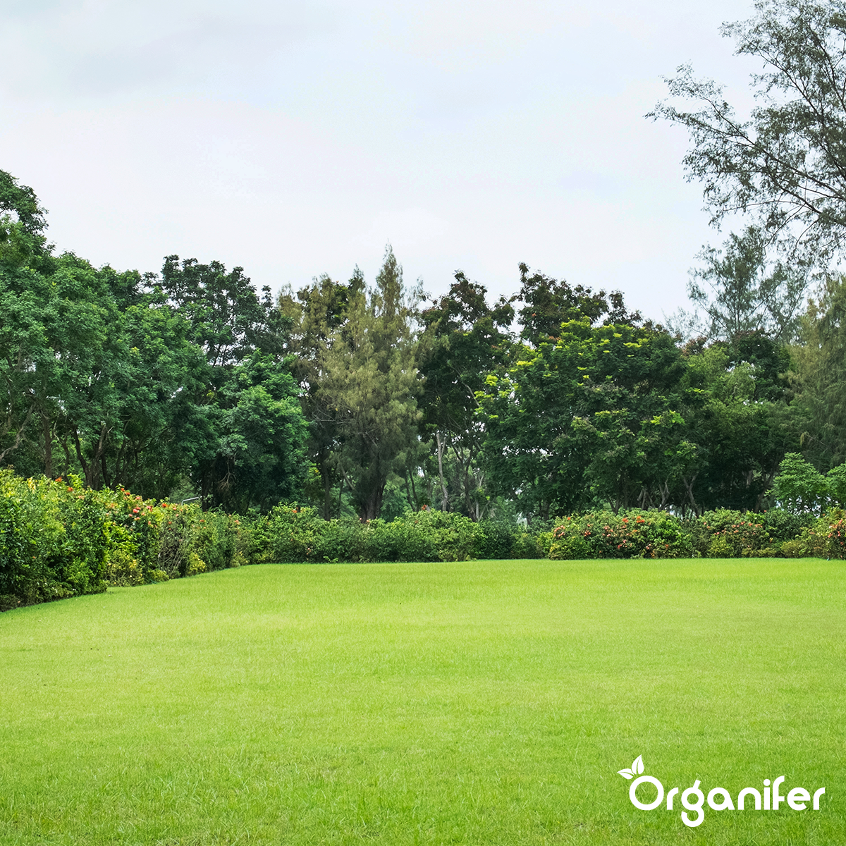 Organifer Lawn Repair Seed - Resilient (1 kg for 50 m2) 8719958997707 11