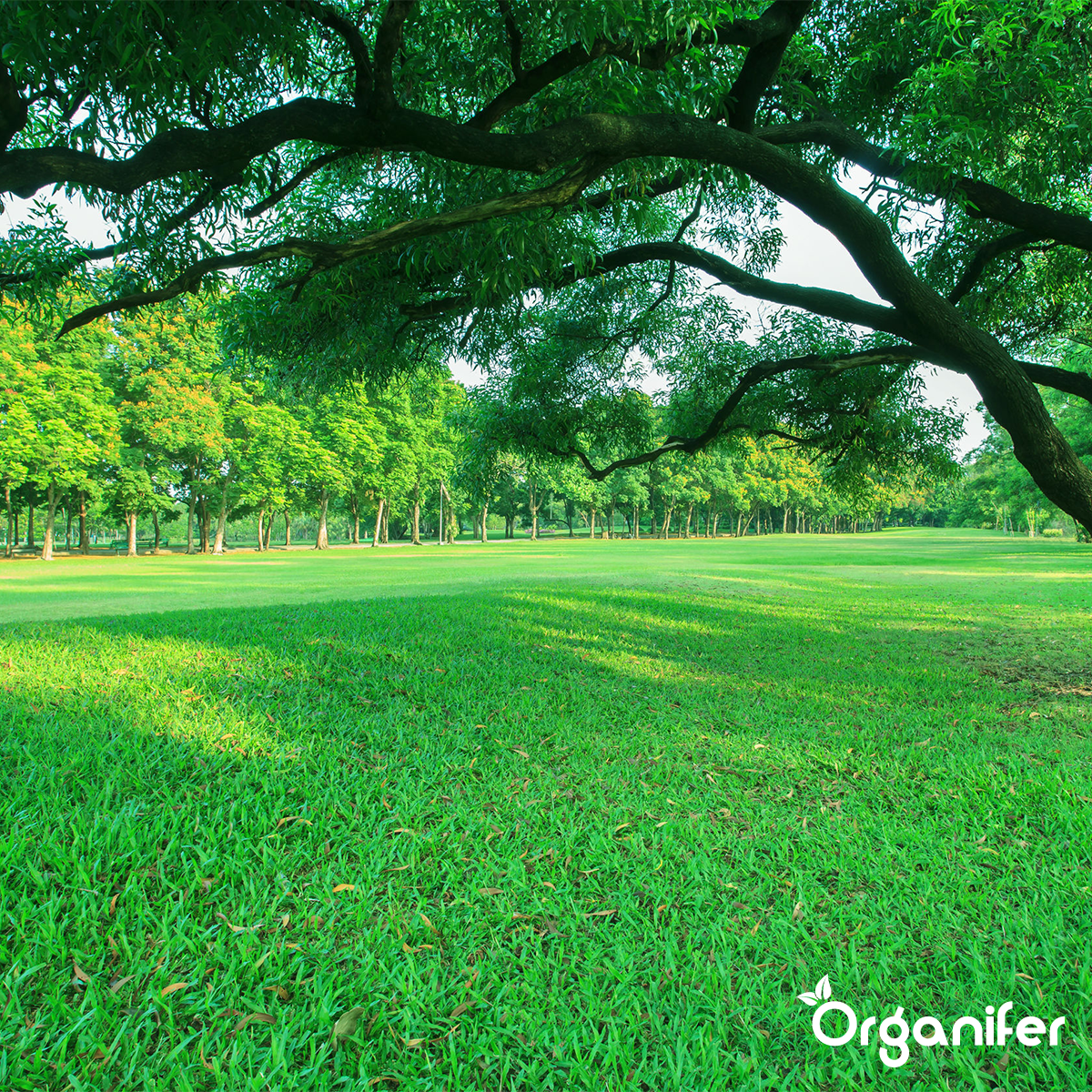 Organifer Lawn Repair Seed - Resilient (1 kg for 50 m2) 8719958997707 5