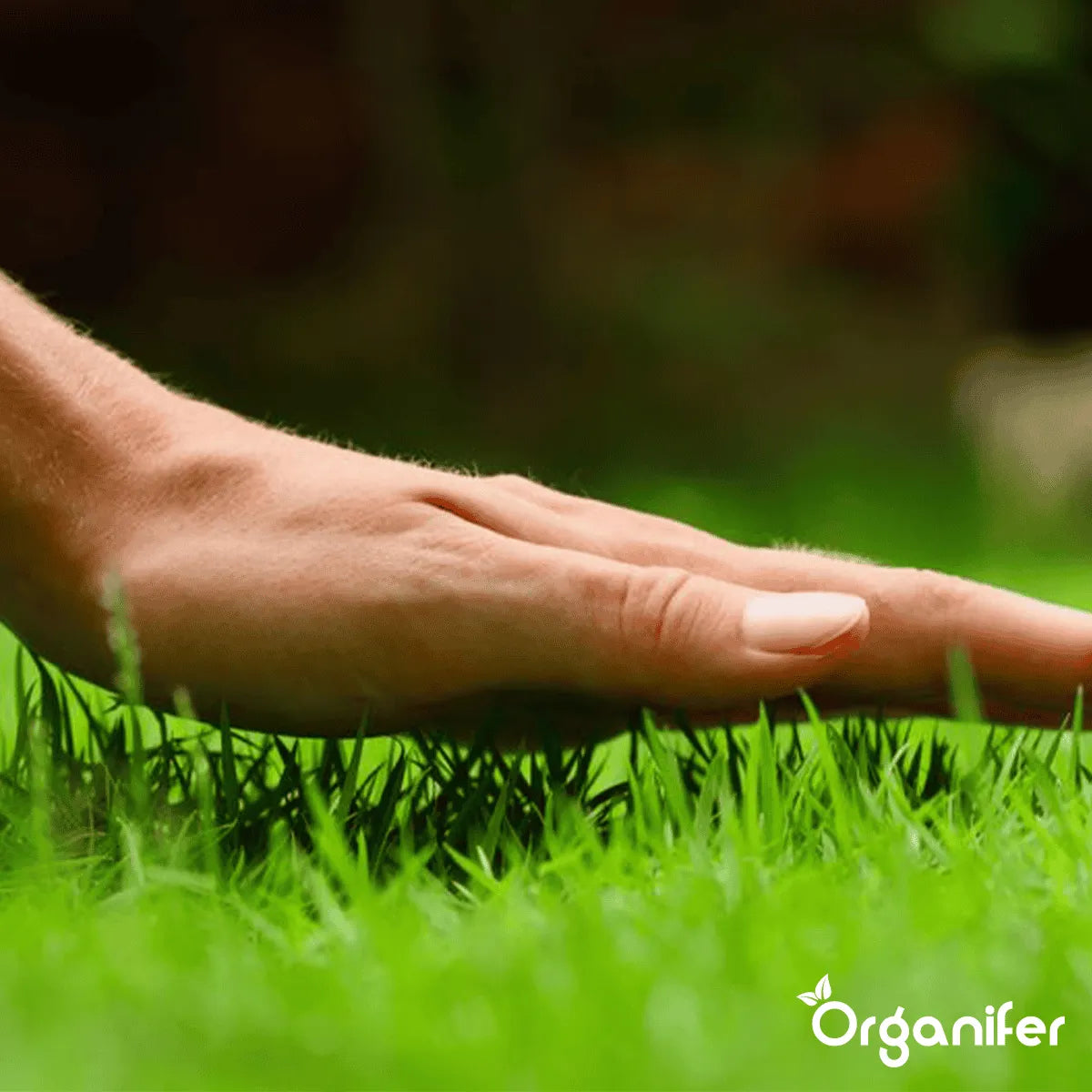 Herstelgazon graszaad - Organifer