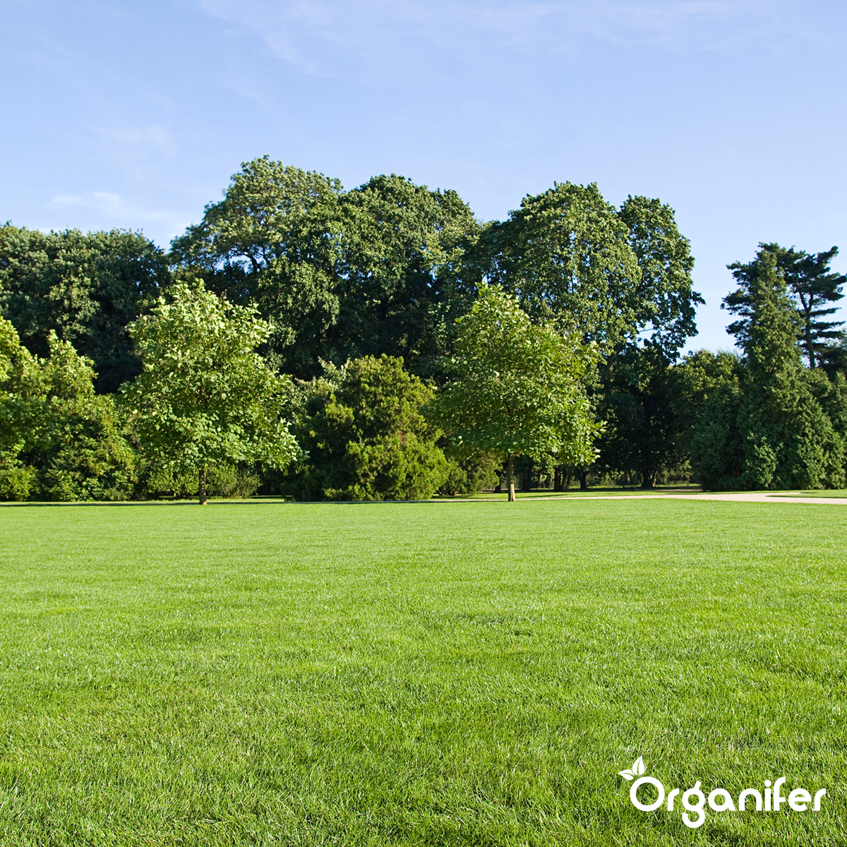 Organifer Lawn Repair Seed - Resilient (10x = 150 kg for 7500 m2) 8719958990852 10
