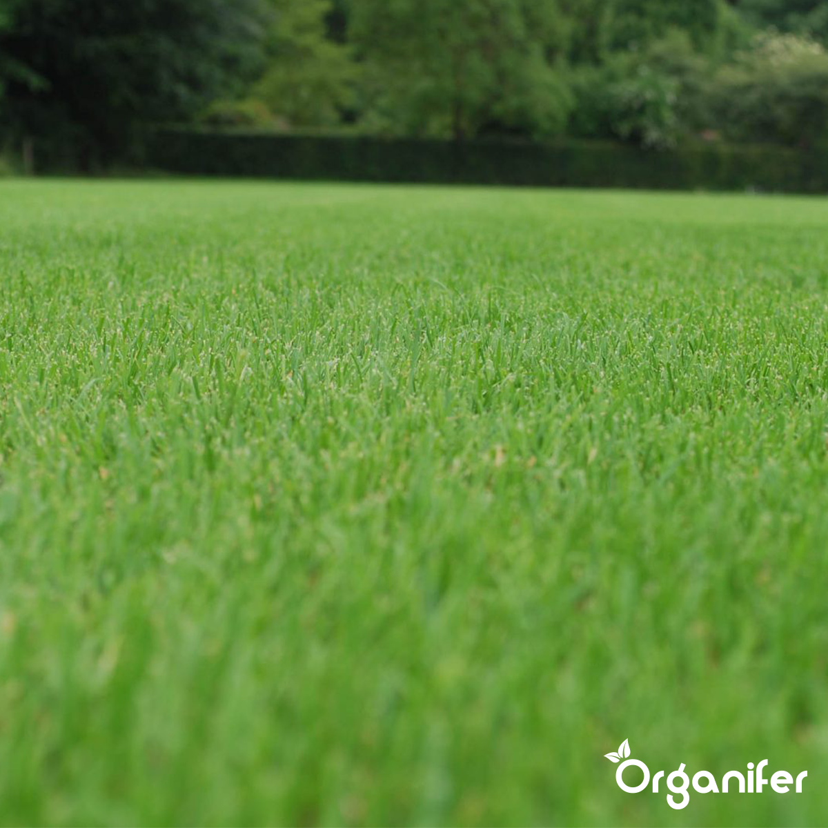 Organifer Lawn Repair Seed - Resilient (10x = 150 kg for 7500 m2) 8719958990852 12