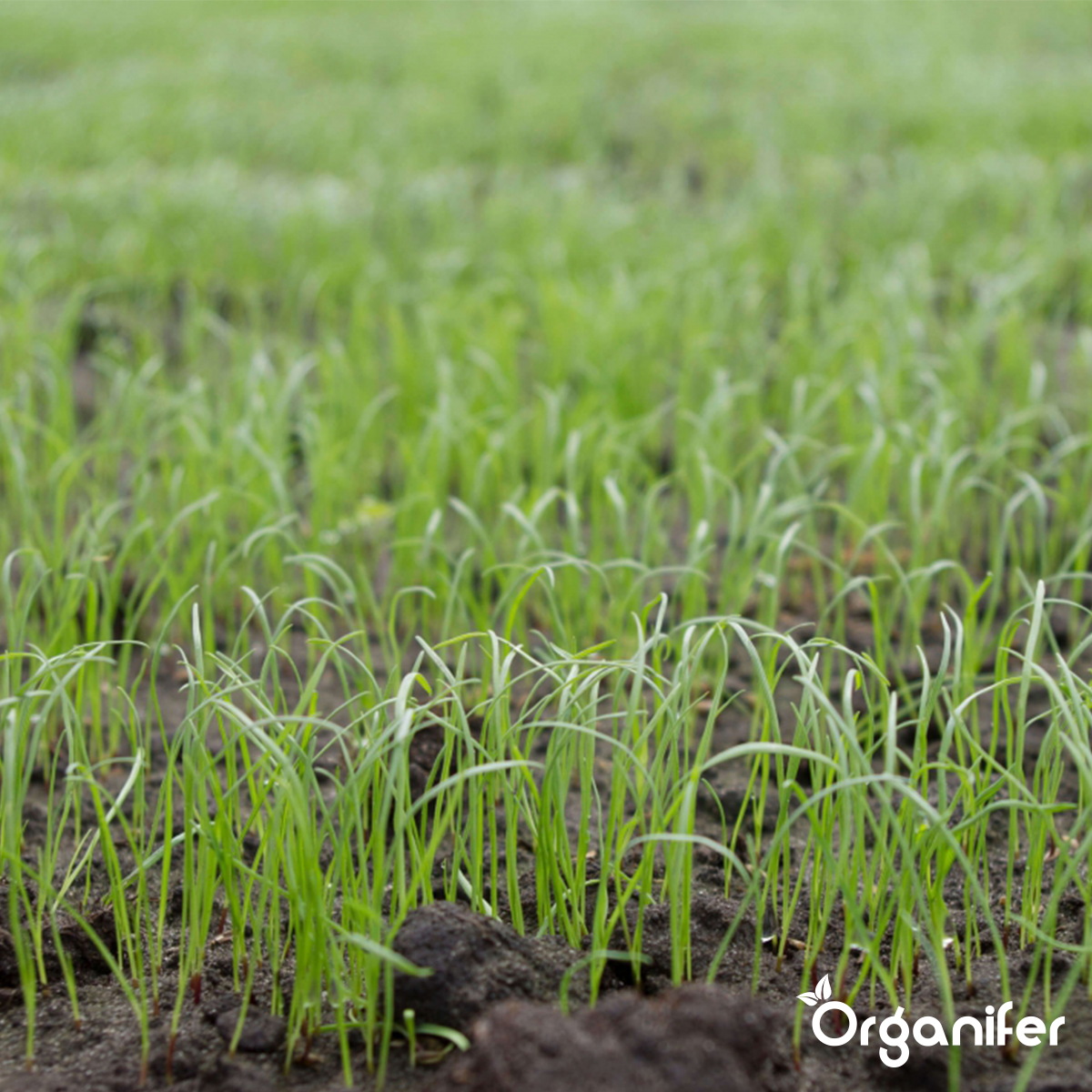 Organifer Lawn Repair Seed - Resilient (10x = 150 kg for 7500 m2) 8719958990852 13