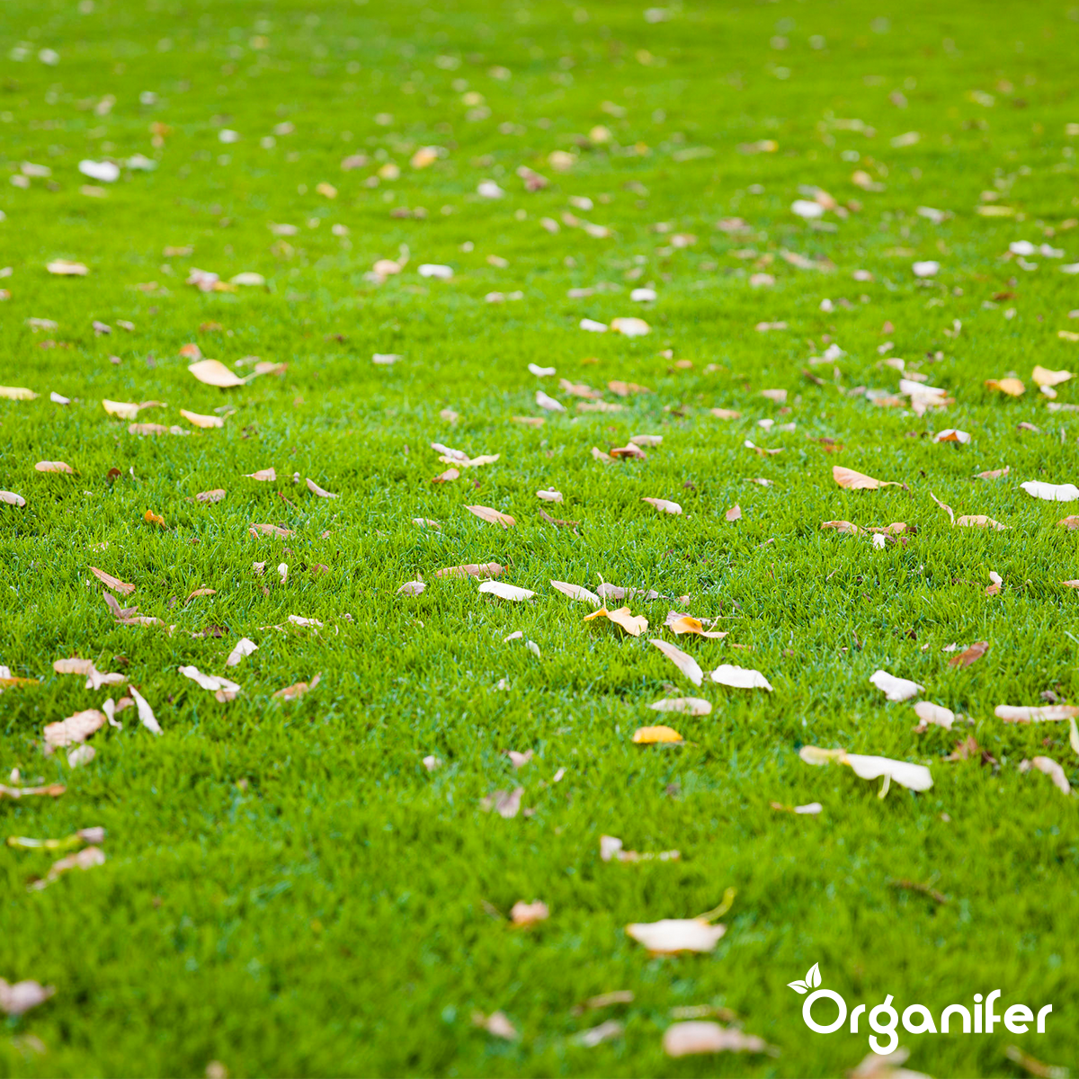 Organifer Lawn Repair Seed - Resilient (10x = 150 kg for 7500 m2) 8719958990852 7