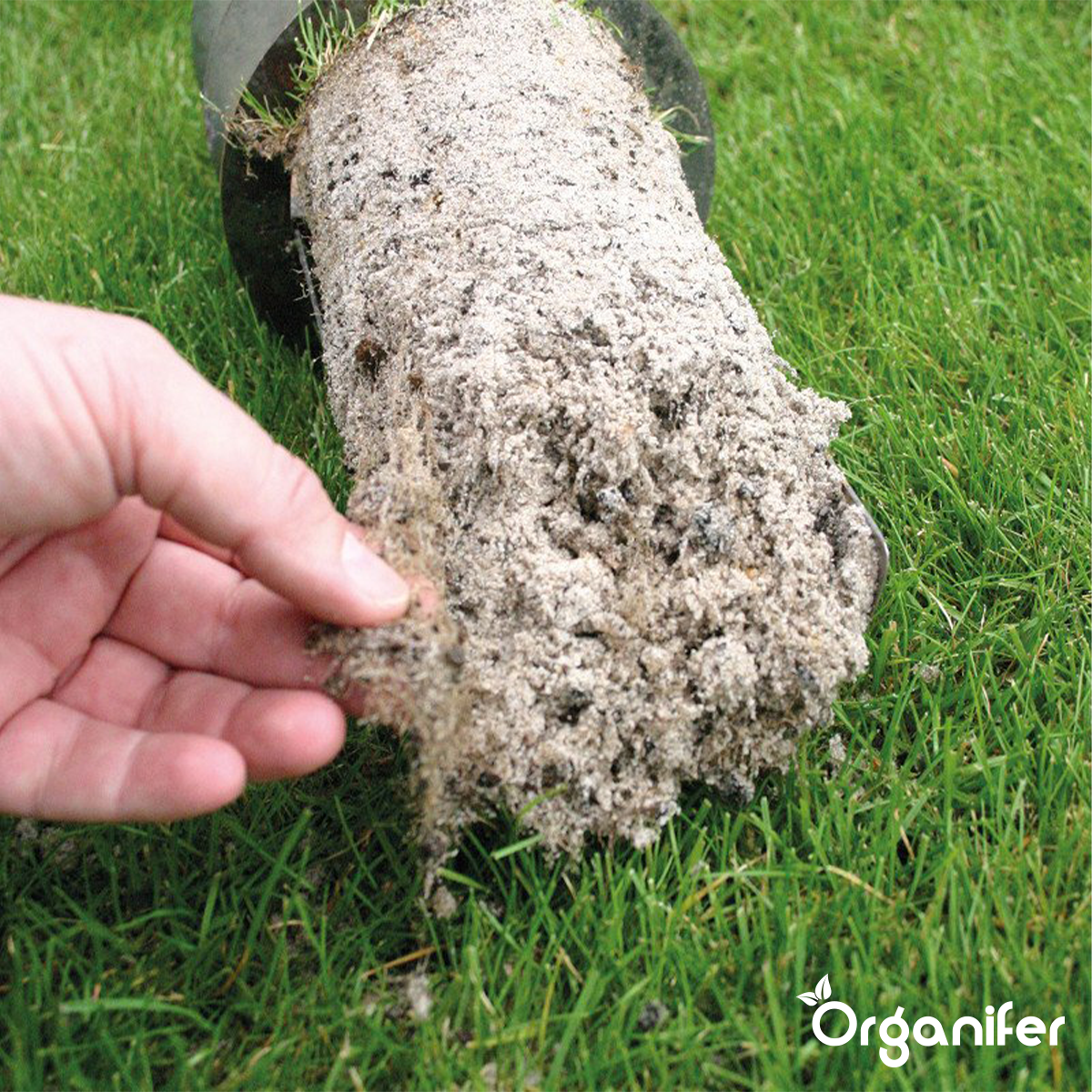 Organifer Lawn Repair Seed - Resilient (20x = 300 kg for 1,5 ha) 8719958990869 5