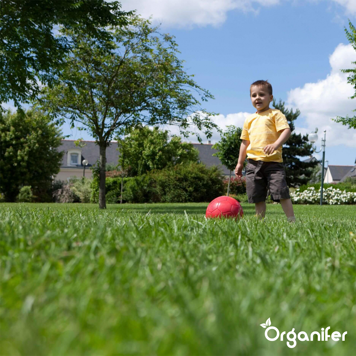 Organifer Lawn Repair Seed - Resilient (5 kg for 250 m2) 8719958997691 16