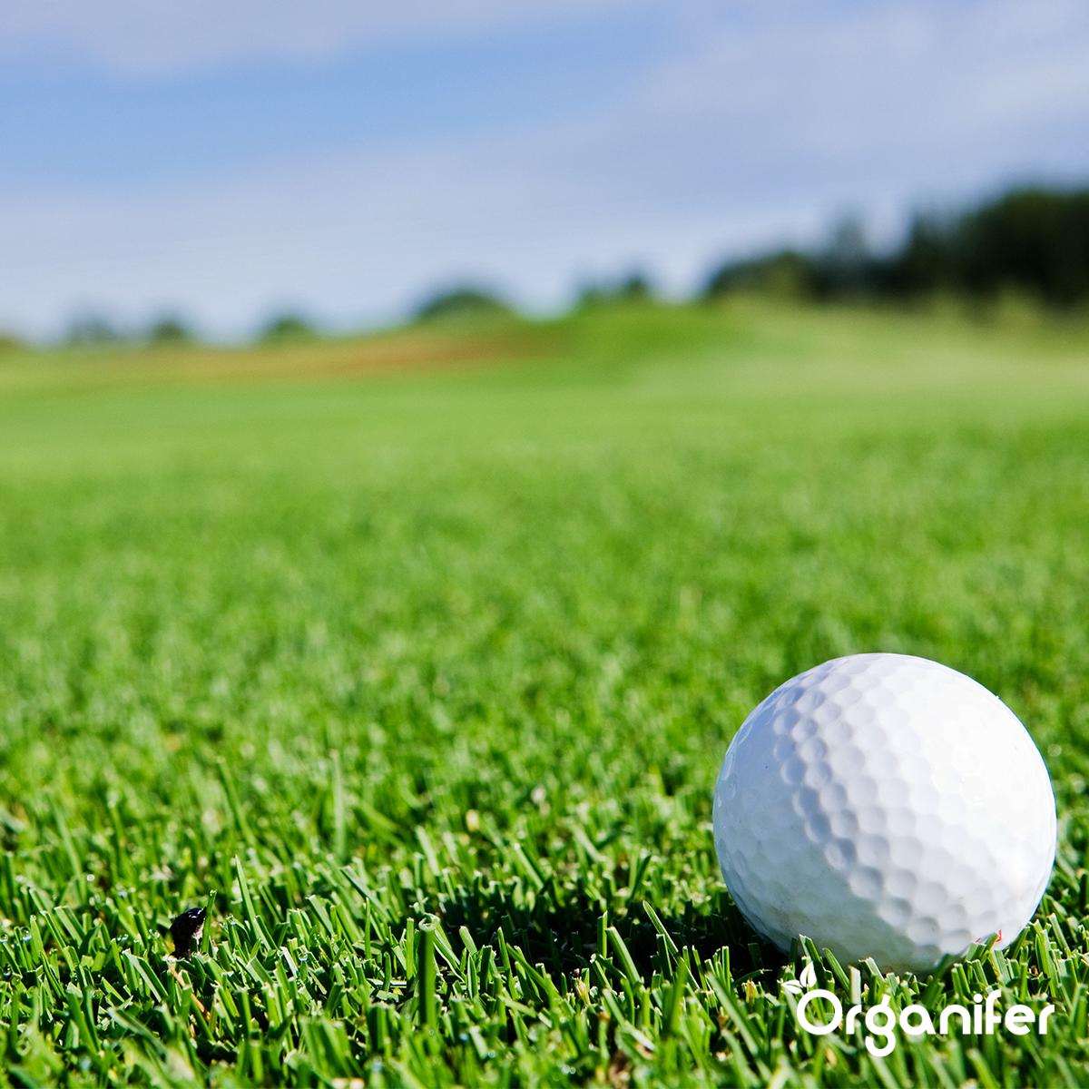 Organifer Lawn Topdressing - Mix with Mycorrhiza and Rhizobacteria (12x = 600 Litres- for 600 m2) 8719958990708 6