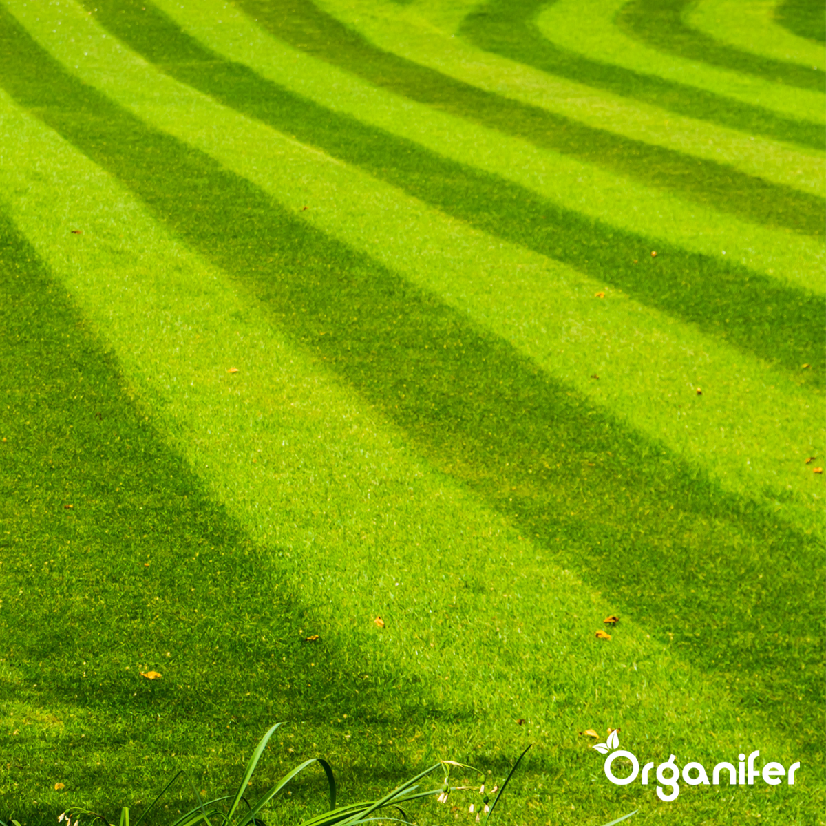 Organifer Lawn Topdressing - Mix with Mycorrhiza and Rhizobacteria (50 Litres - for 50 m2) 8719958990715 7