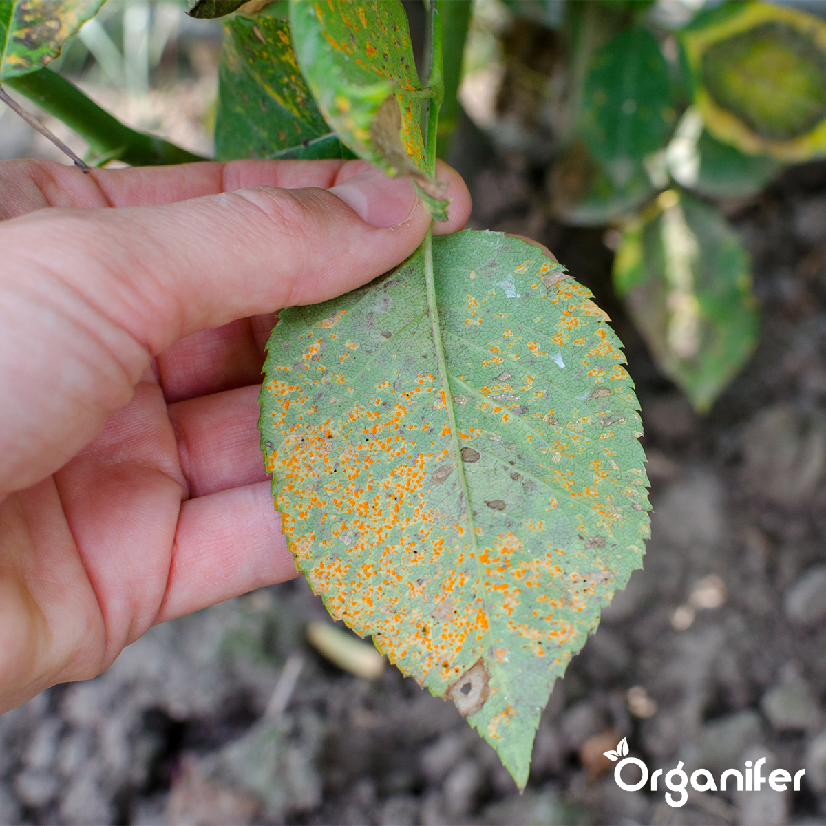 Organifer Leaf Diseases Capsules - 144 pack 8719958997400 4