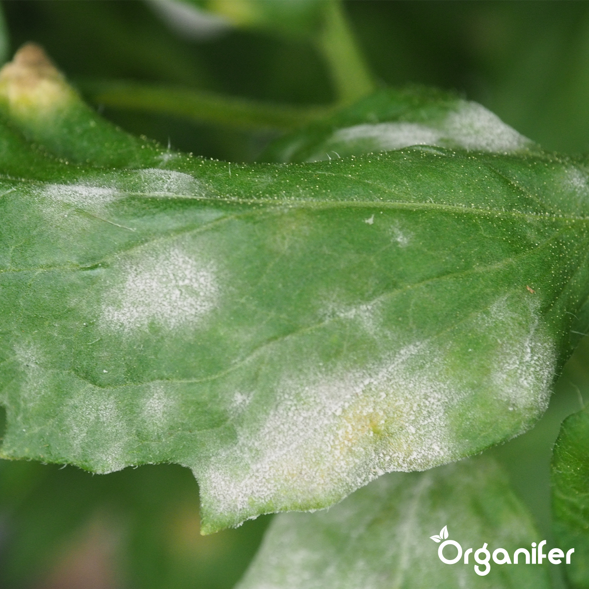 Organifer Leaf Diseases Capsules - 144 pack 8719958997400 6