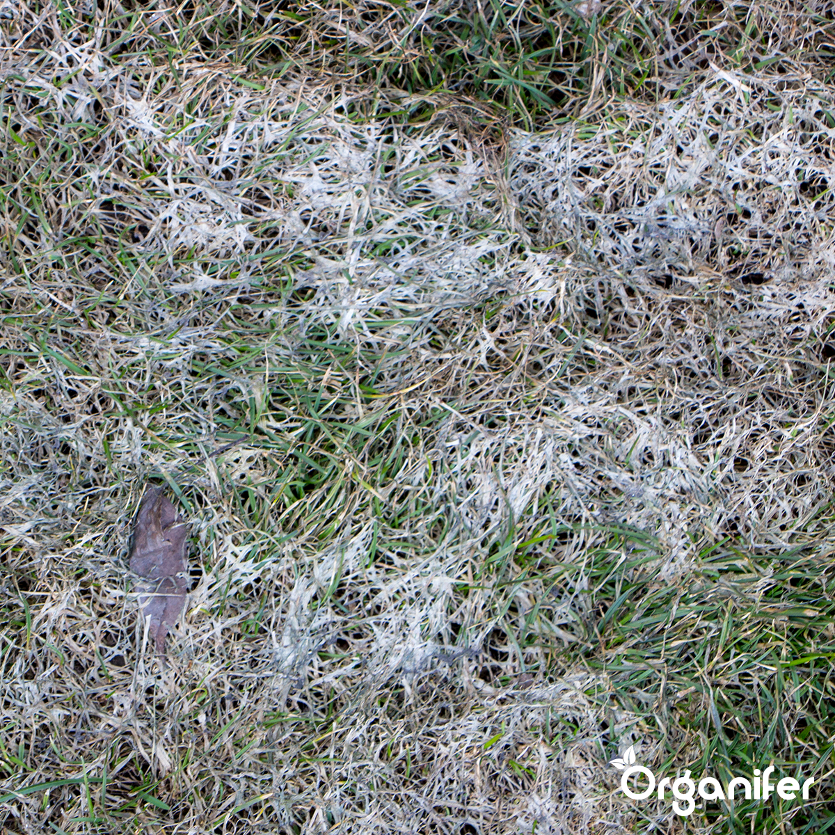 Organifer Leaf Diseases Concentrate - 500 ml for 500 m2 8719958998483 6