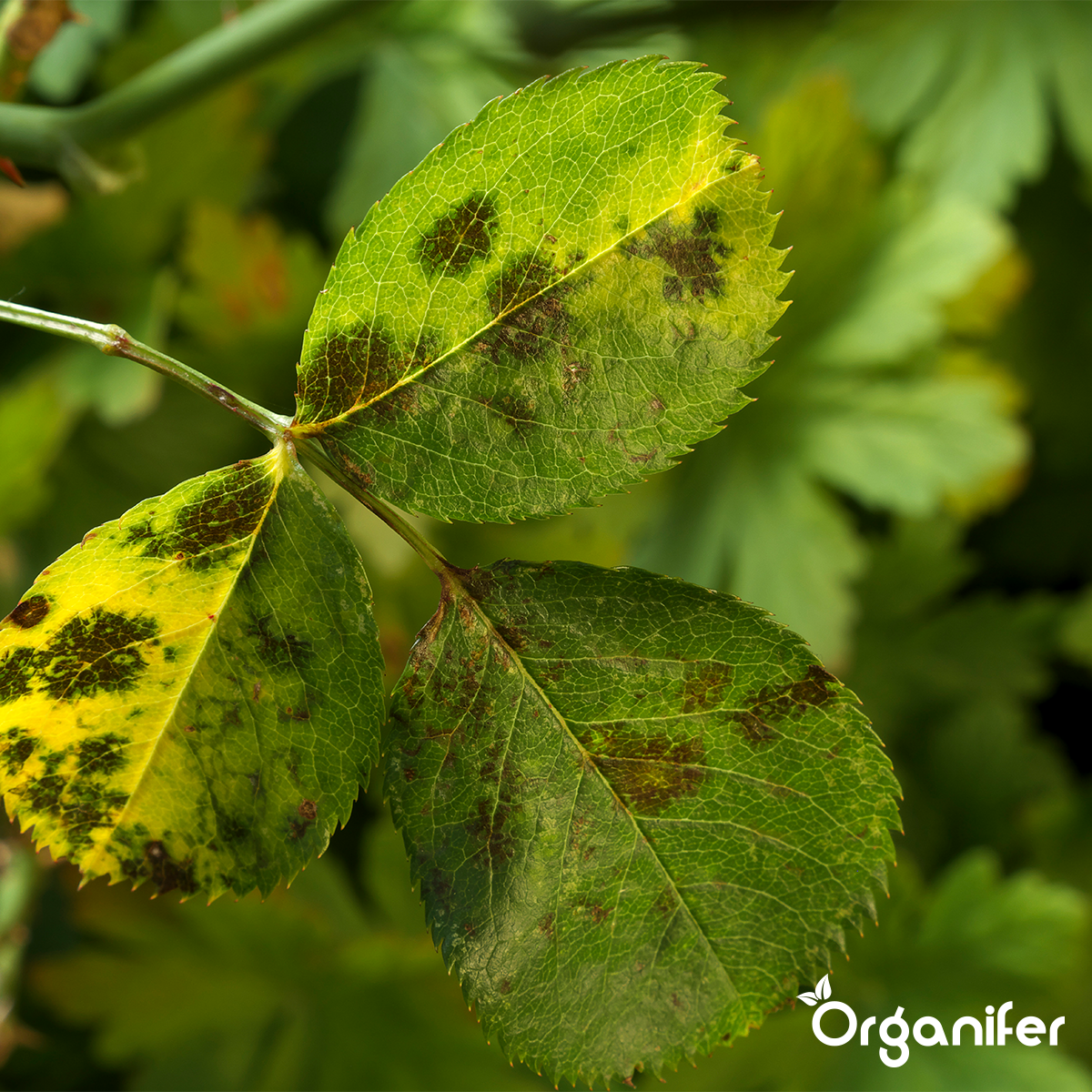 Organifer Leaf Diseases Concentrate - 500 ml for 500 m2 8719958998483 7