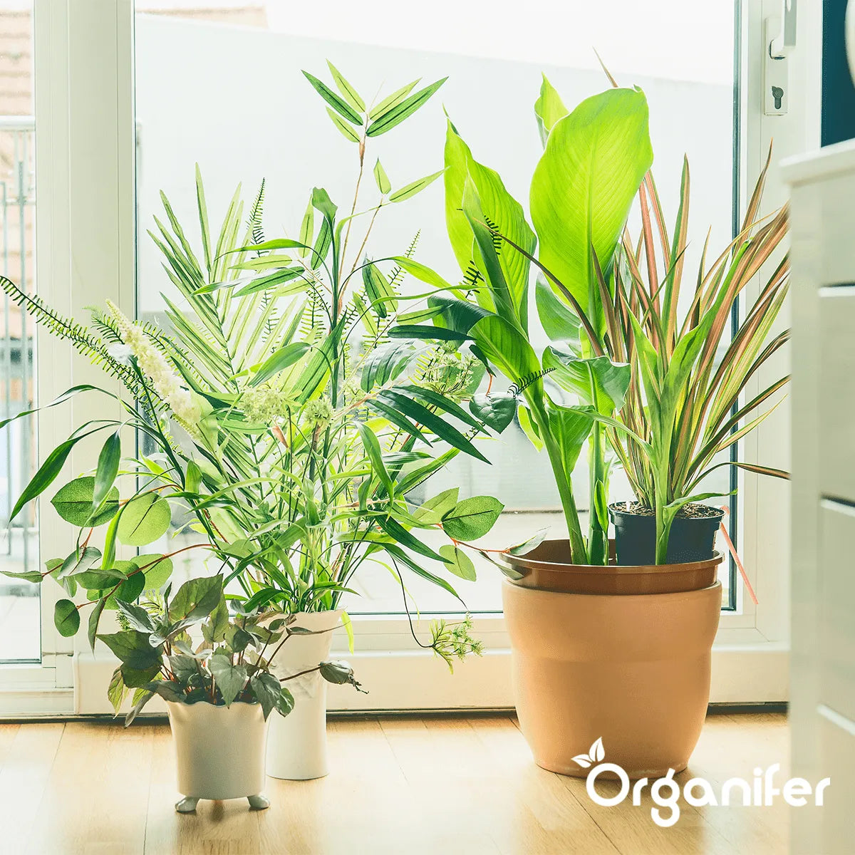 Organifer kamerplanten