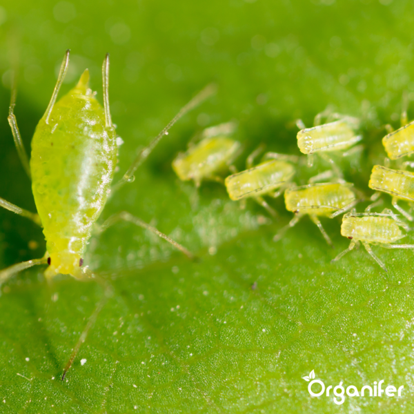 Organifer Leaf Insect Capsules - 72 pack 8719958997448 4