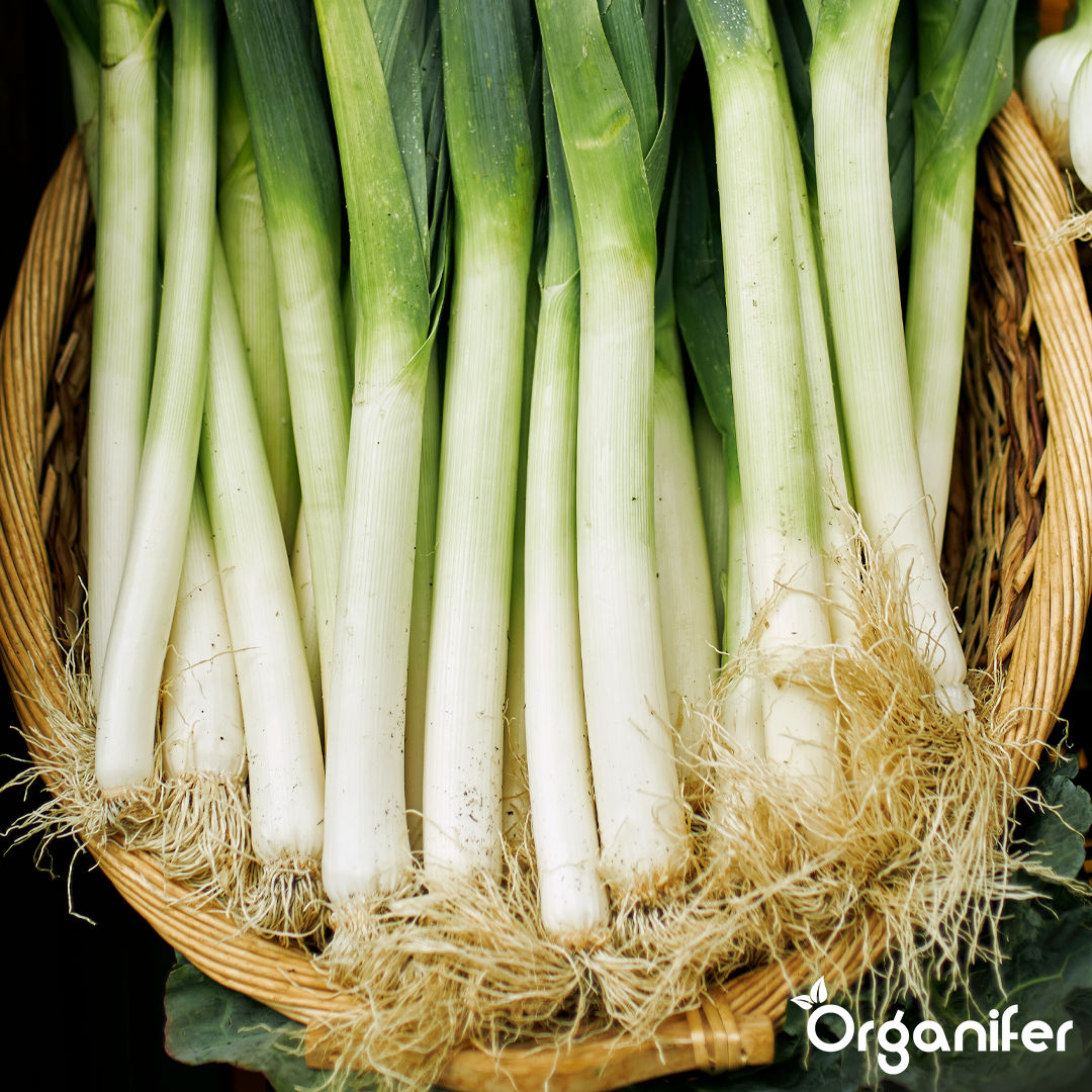 organifer-leek-liquid-fertiliser