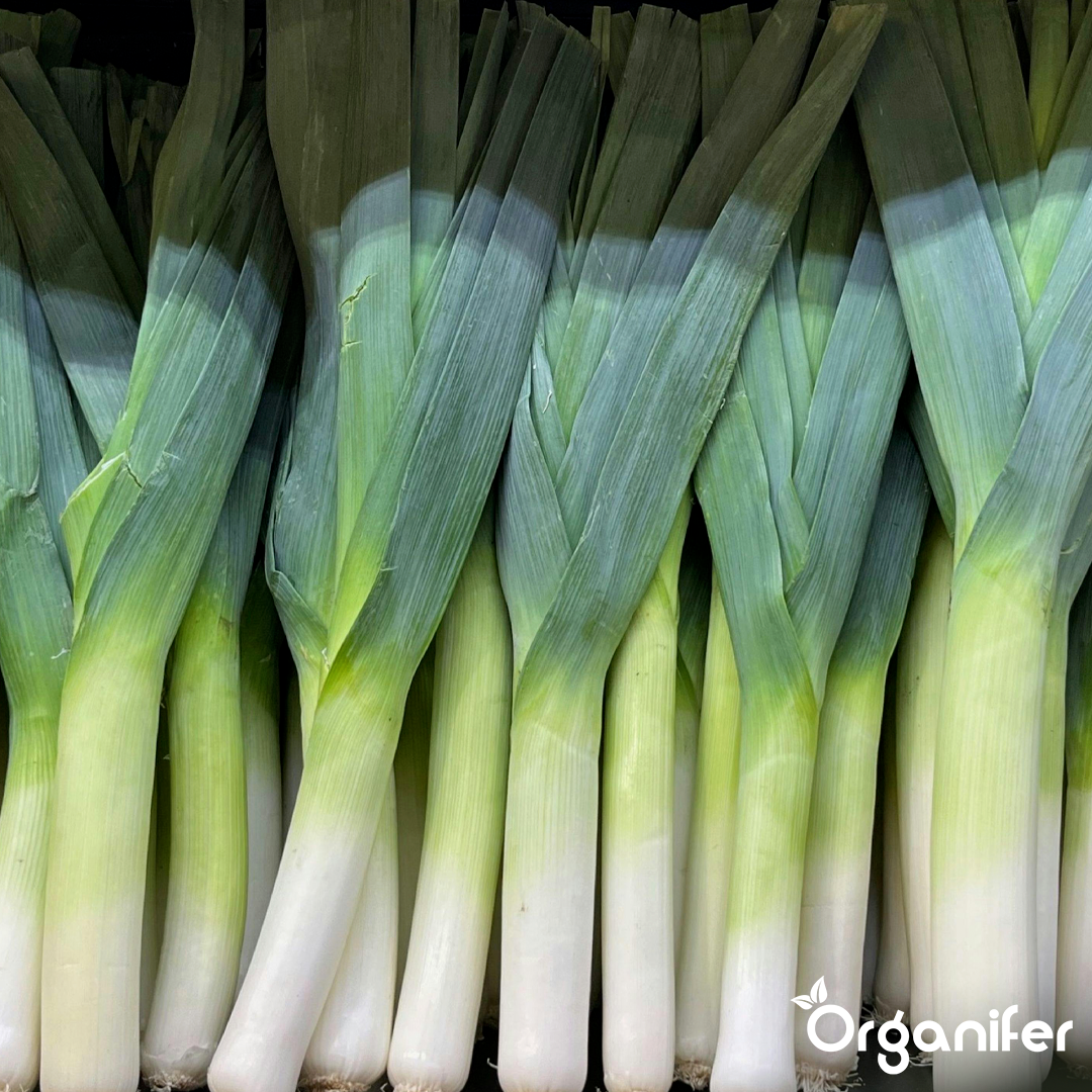 organifer-leek-liquid-fertiliser