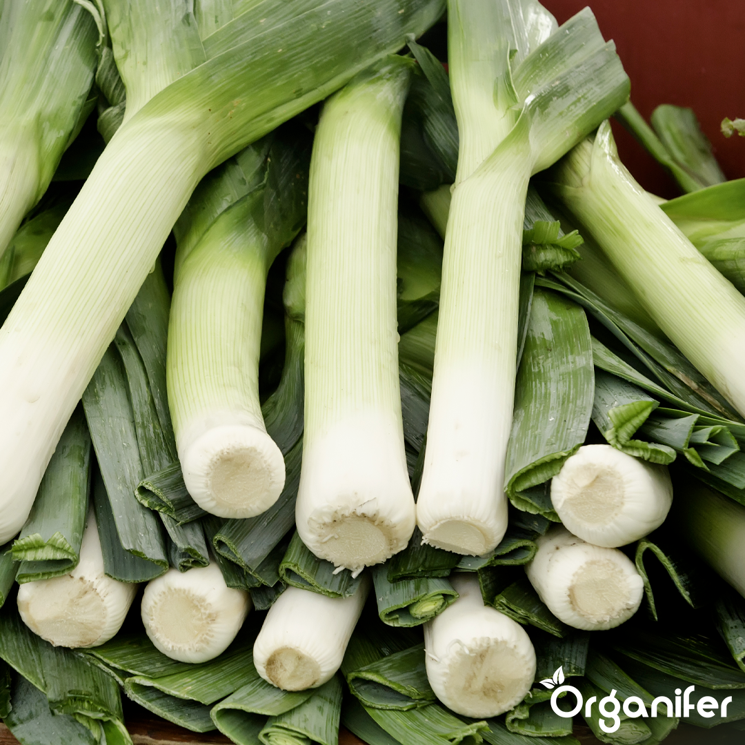organifer-leek-liquid-fertiliser