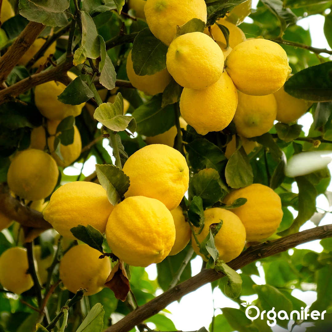 organifer-lemon-tree-liquid-fertiliser-1