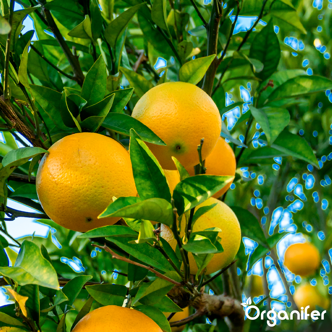 organifer-lemon-tree-liquid-fertiliser-2
