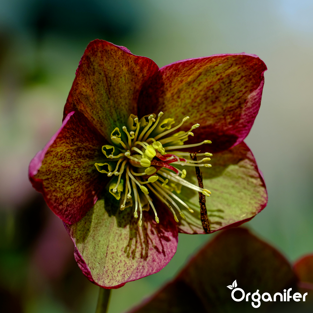 organifer-lenten-rose-liquid-fertiliser