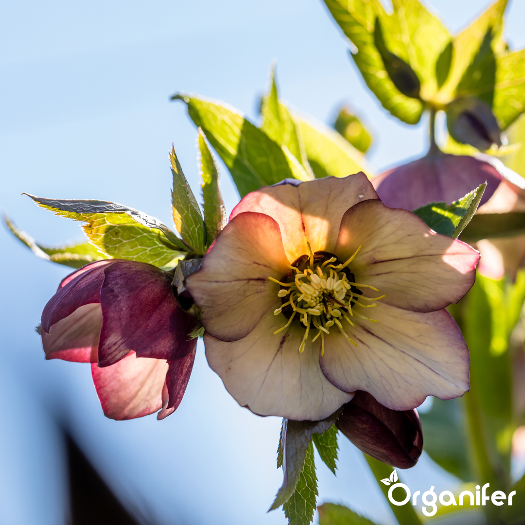 organifer-lenten-rose-liquid-fertiliser