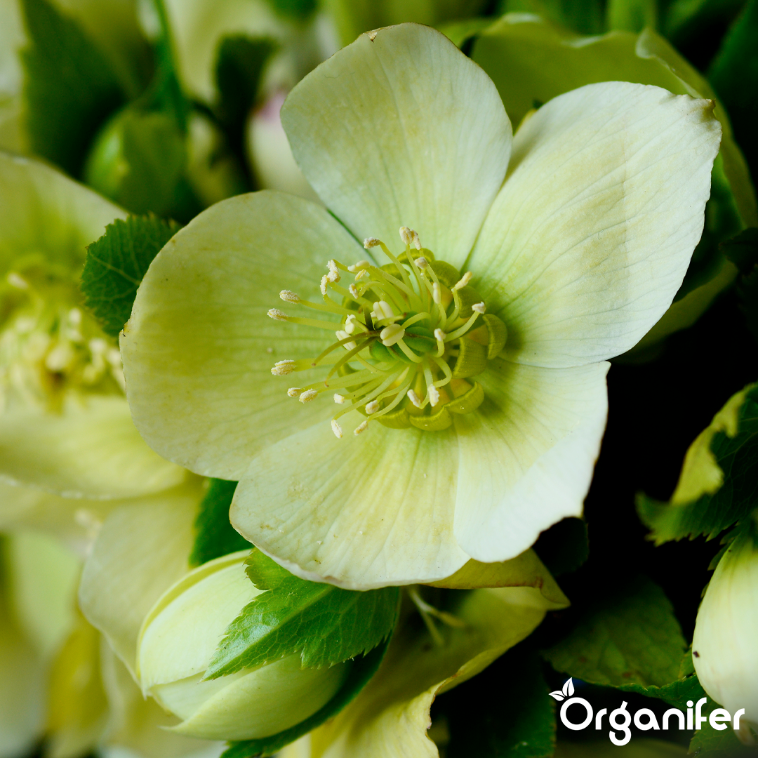 organifer-lenten-rose-liquid-fertiliser