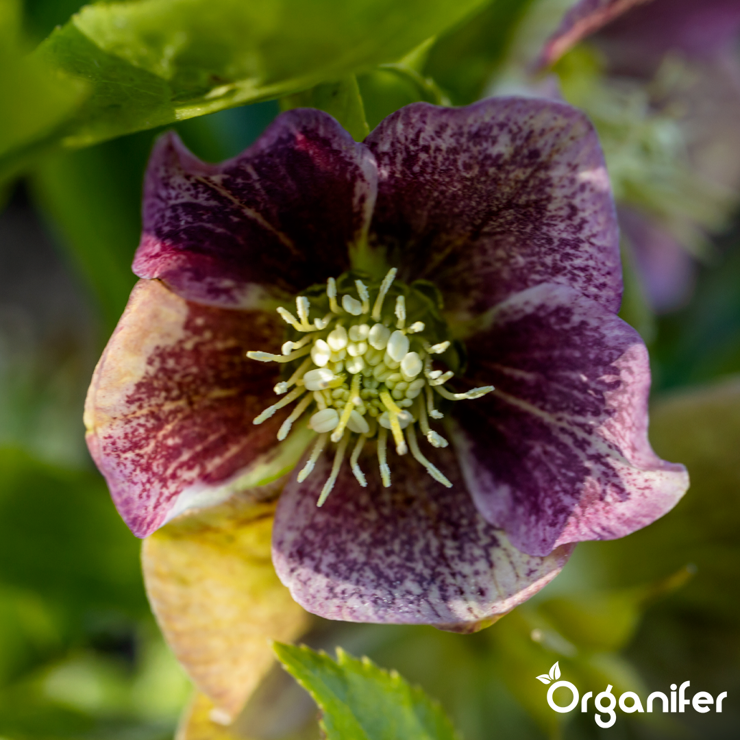 organifer-lenten-rose-liquid-fertiliser