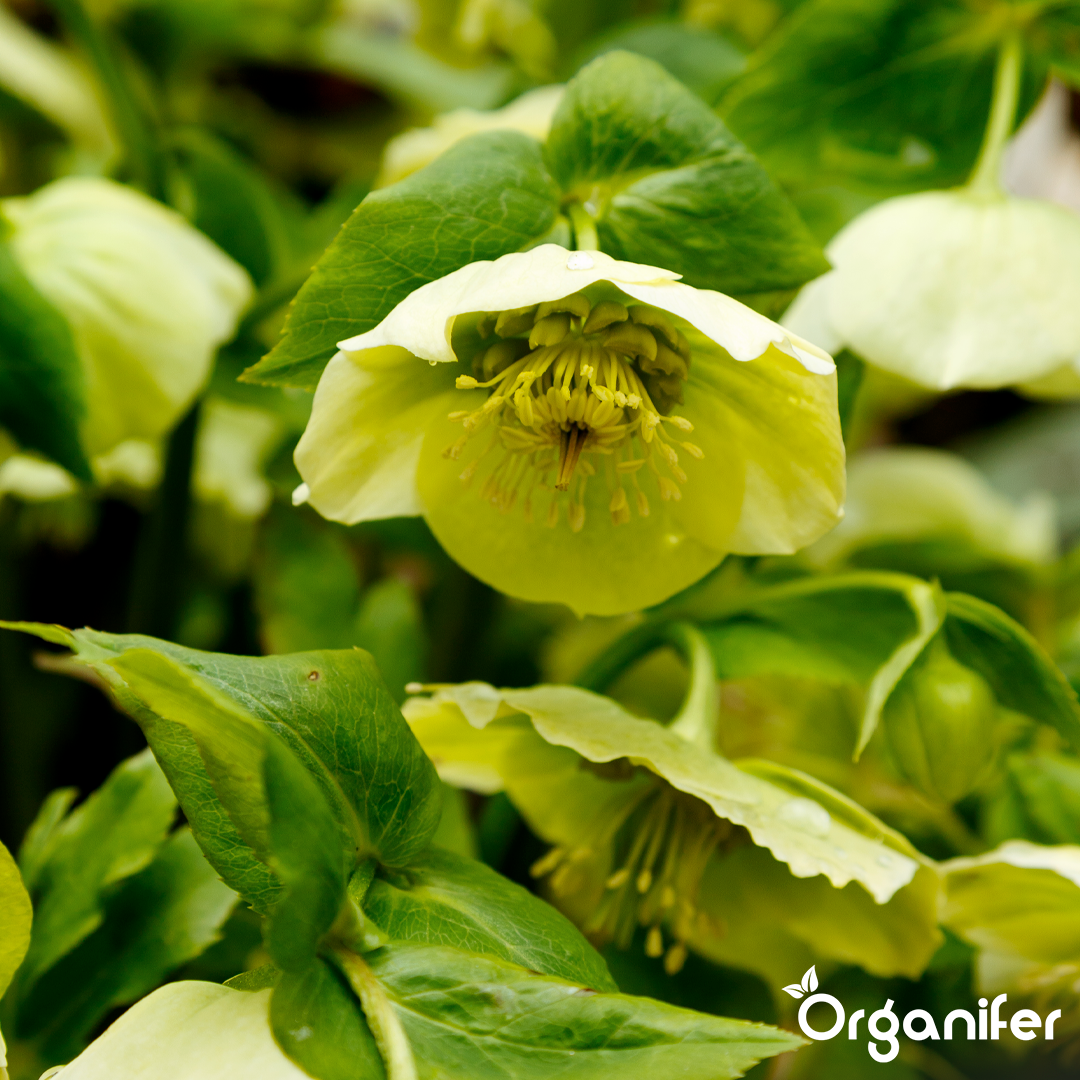 organifer-lenten-rose-liquid-fertiliser