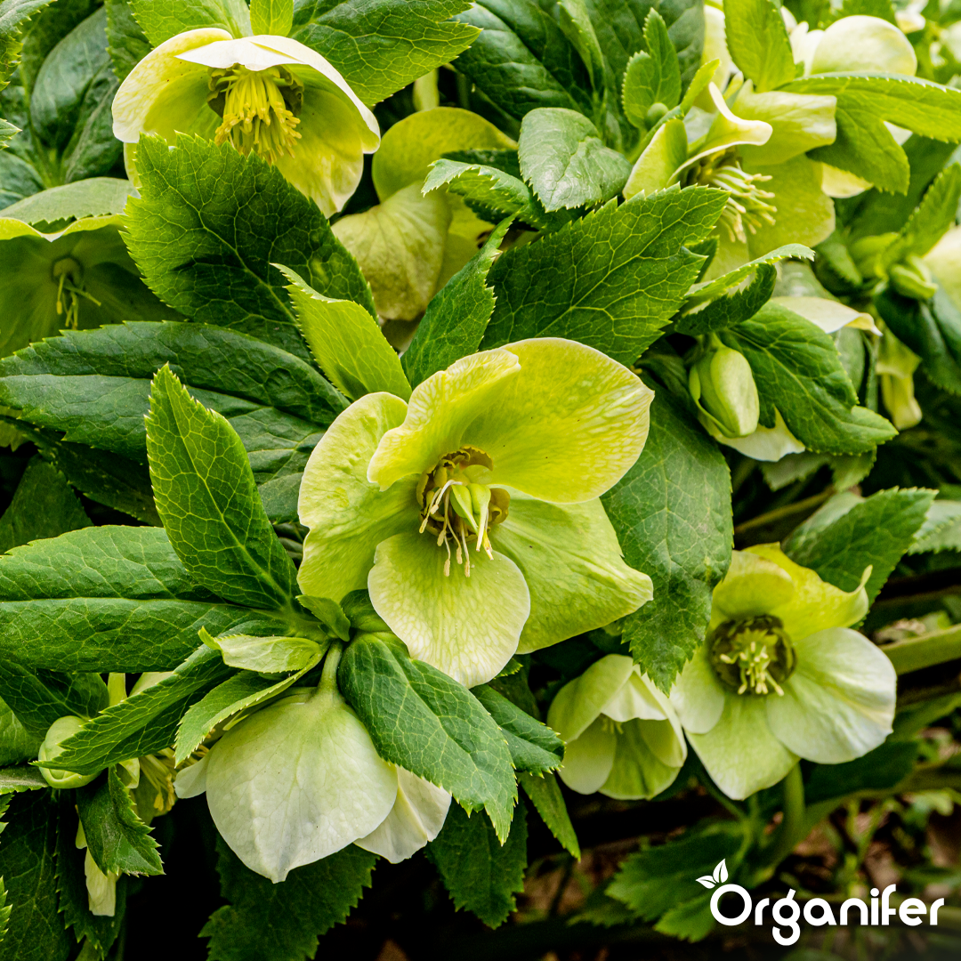 organifer-lenten-rose-liquid-fertiliser