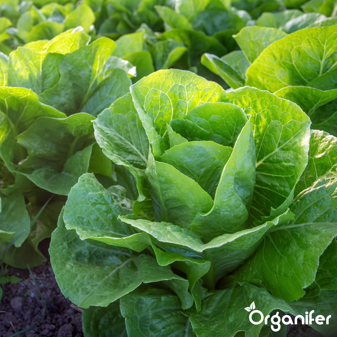 organifer-lettuce-liquid-fertilise