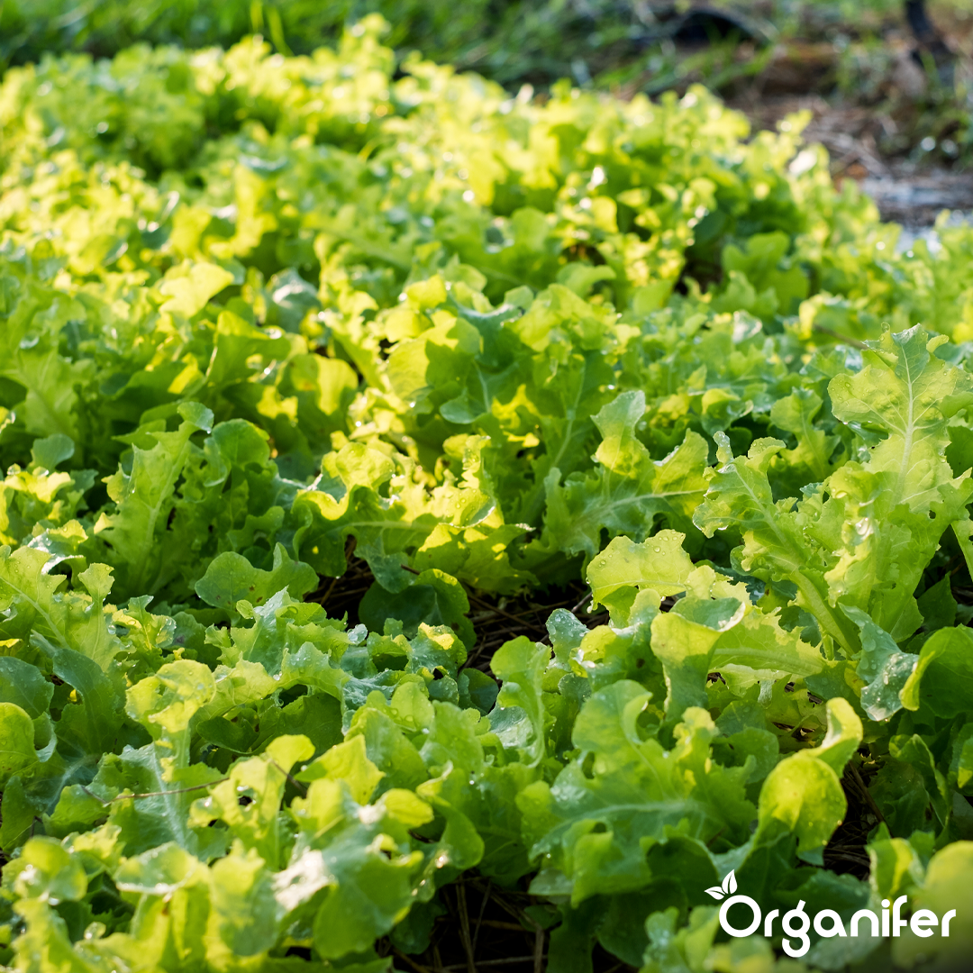 organifer-lettuce-liquid-fertilise-2