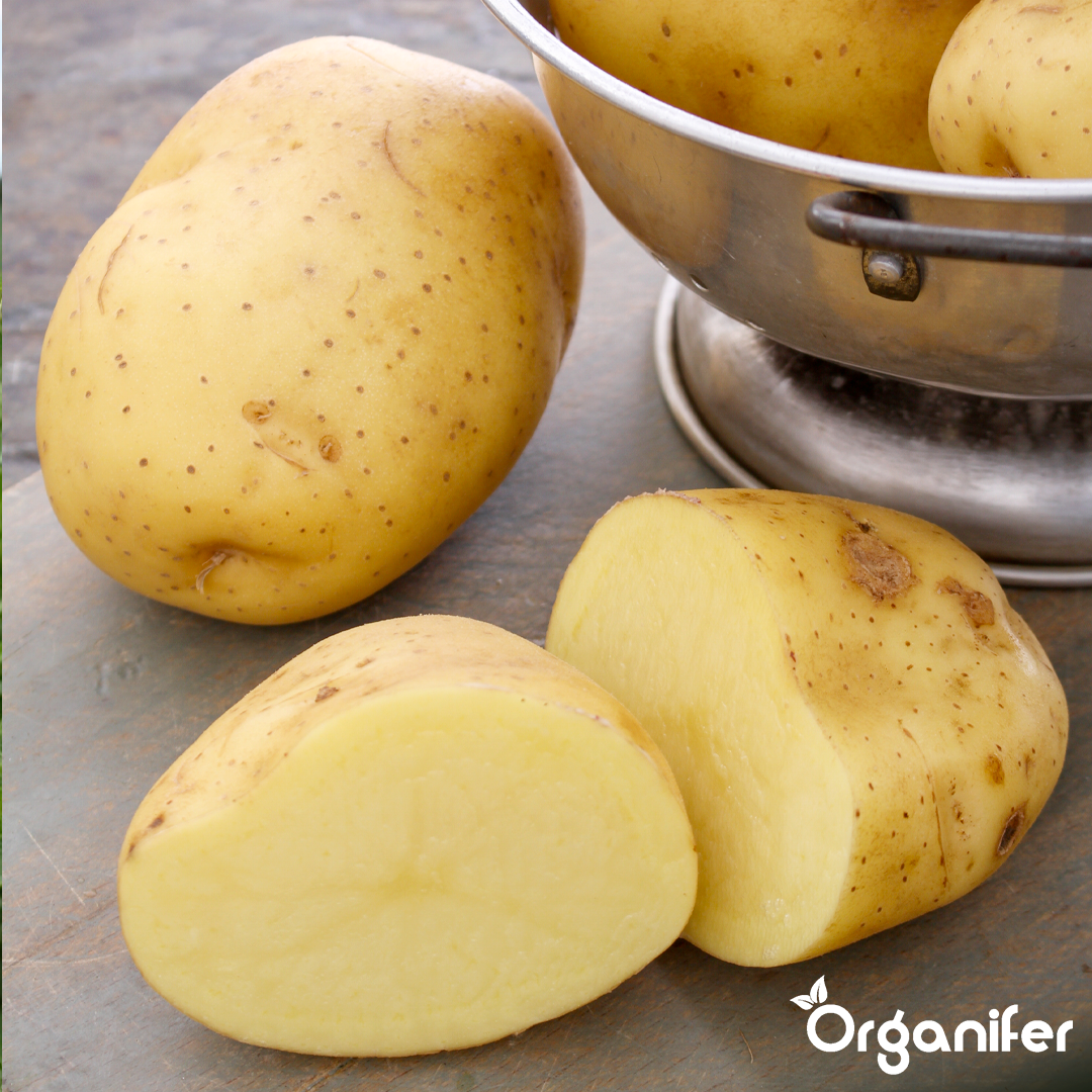 3 Organic Seed Potatoes Levante