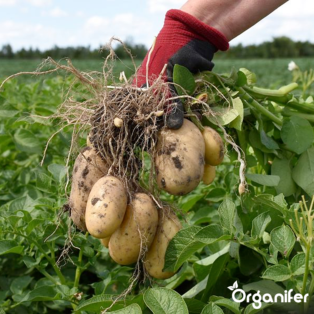 4 Organic Seed Potatoes Levante