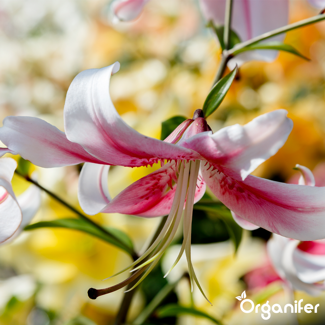 organifer-lily-liquid-fertiliser-1