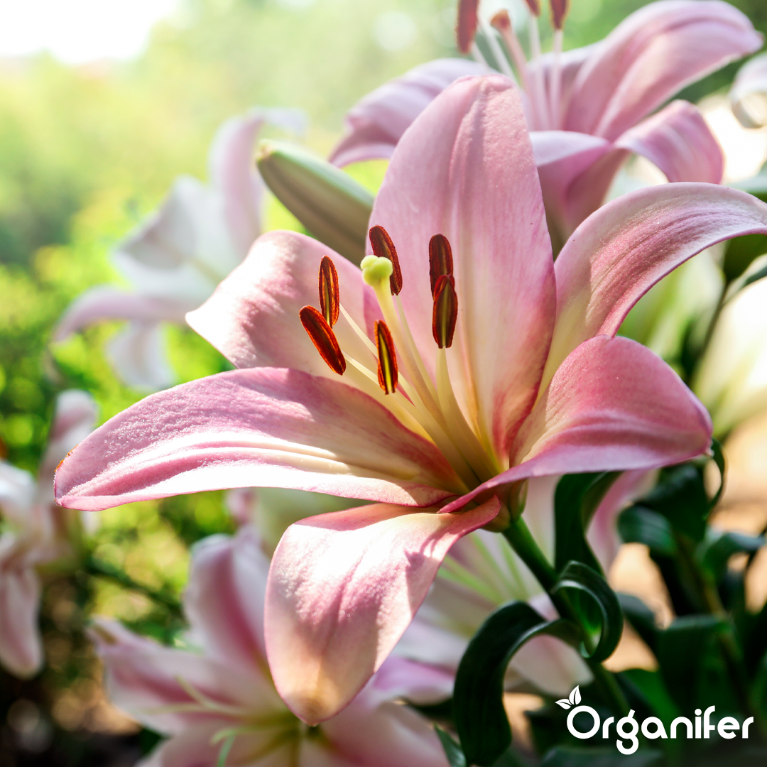 organifer-lily-liquid-fertiliser-2