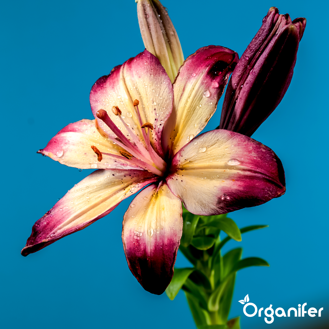 organifer-lily-liquid-fertiliser-3