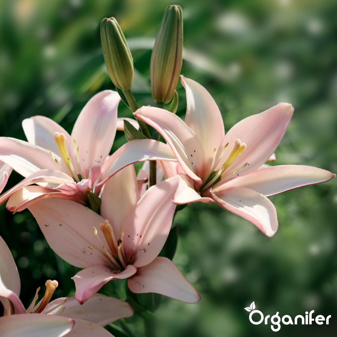 organifer-lily-liquid-fertiliser-4