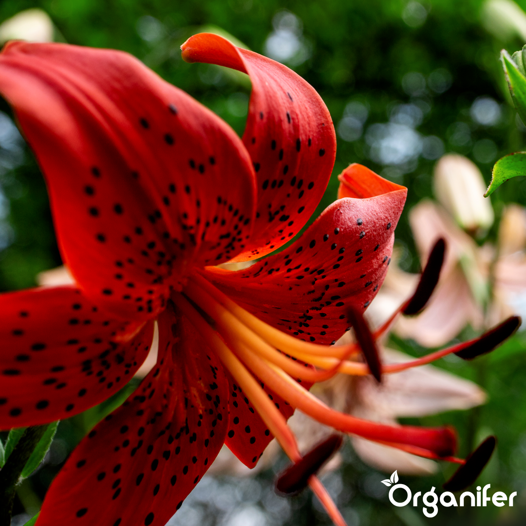 Organifer